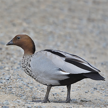 Maned Duck