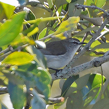 Mangrove Gerygone