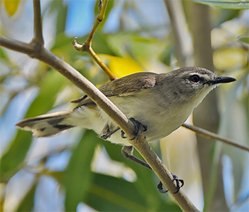 Mangrove Gerygone