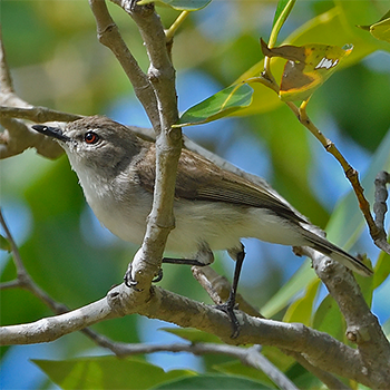 Mangrove Gerygone