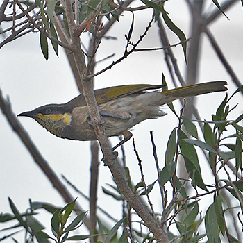 Mangrove Honeyeater