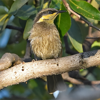 Mangrove Honeyeater