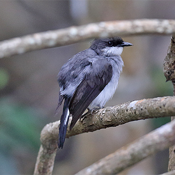 Mangrove Robin