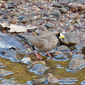 Masked Finch