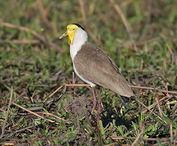 Masked Lapwing