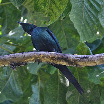Metallic Starling