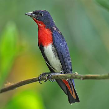 Mistletoebird
