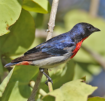 Mistletoebird