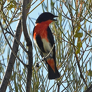 Mistletoebird