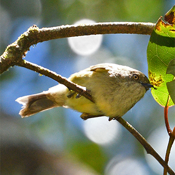 Mountain Thornbill