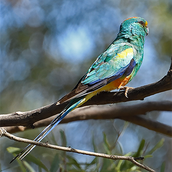 Mulga Parrot