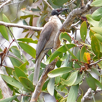 Noisy Friarbird