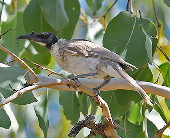 Noisy Friarbird
