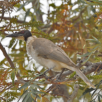 Noisy Friarbird
