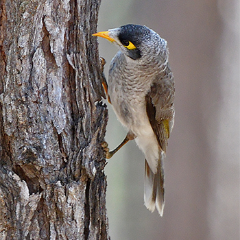 Noisy Miner
