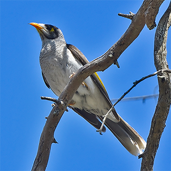 Noisy Miner