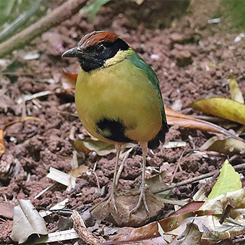 Noisy Pitta