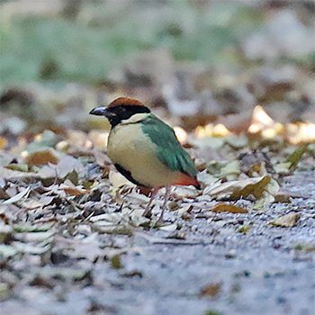 Noisy Pitta