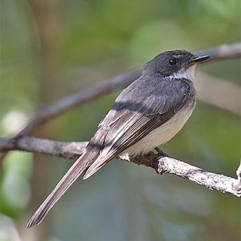 Northern Fantail