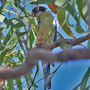 Northern Rosella