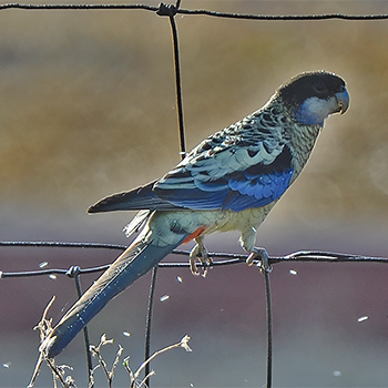 Northern Rosella
