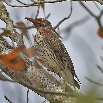 Olive-backed Oriole