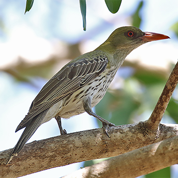 Olive-backed Oriole