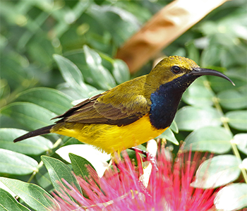 Olive-backed Sunbird