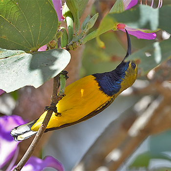 Olive-backed Sunbird