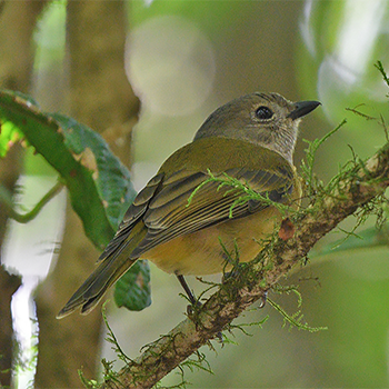 Olive Whistler