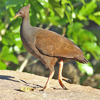 Orange-footed Scrubfowl