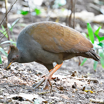 Orange-footed Scrubfowl