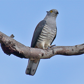 Pacific Baza