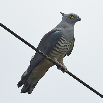 Pacific Baza