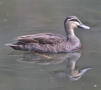 Pacific Black Duck