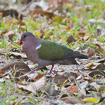 Pacific Emerald Dove