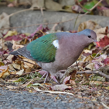 Pacific Emerald Dove