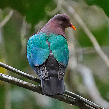 Pacific Emerald Dove