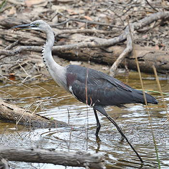 Pacific Heron