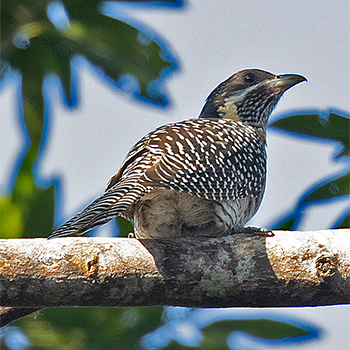 Pacific Koel