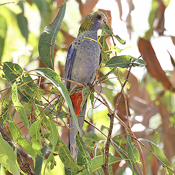 Pale-headed Rosella