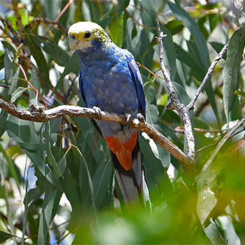Pale-headed Rosella