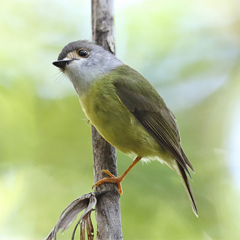 Pale Yellow Robin