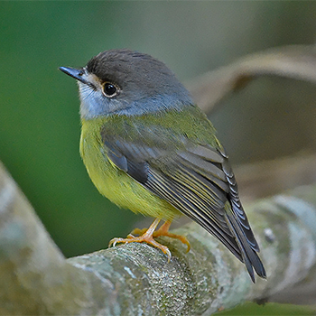 Pale-yellow Robin