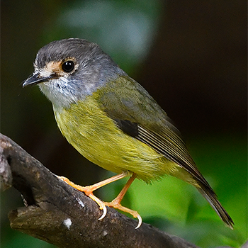 Pale-yellow Robin