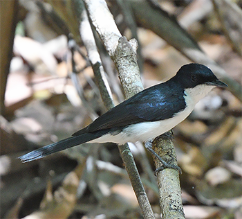 Paperbark Flycatcher