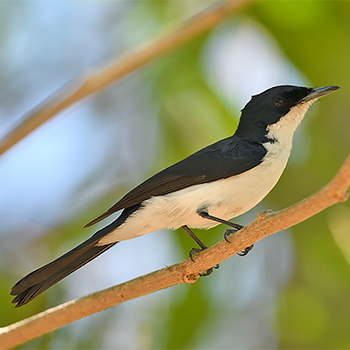 Paperbark Flycatcher