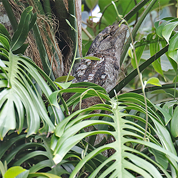 Papuan Frogmouth