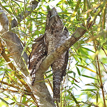Papuan Frogmouth