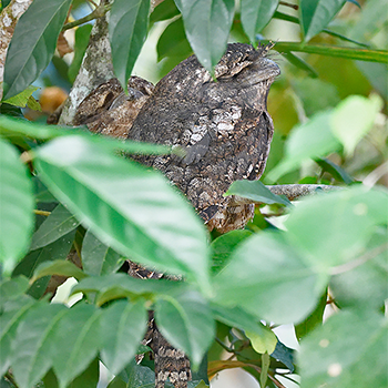 Papuan Frogmouth
